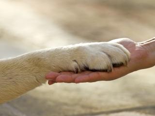 Dog paw and human hand.