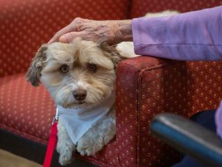Therapy Dog with white bandana on a chair
