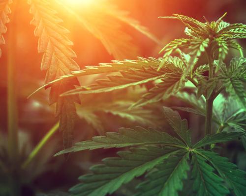 Cannabis plant in sunlight