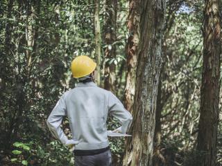 Forestry worker in forest.